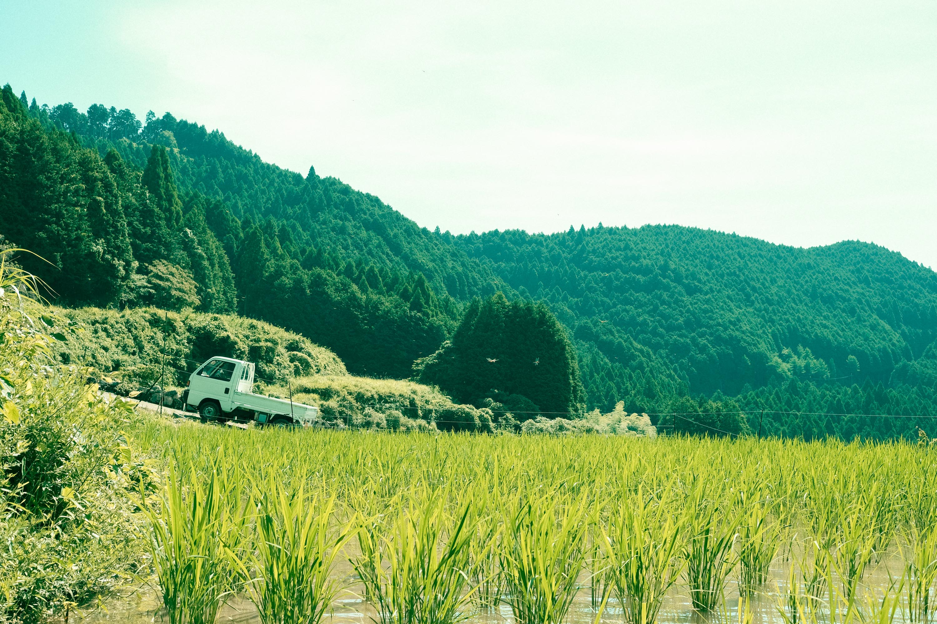 岩座神の棚田