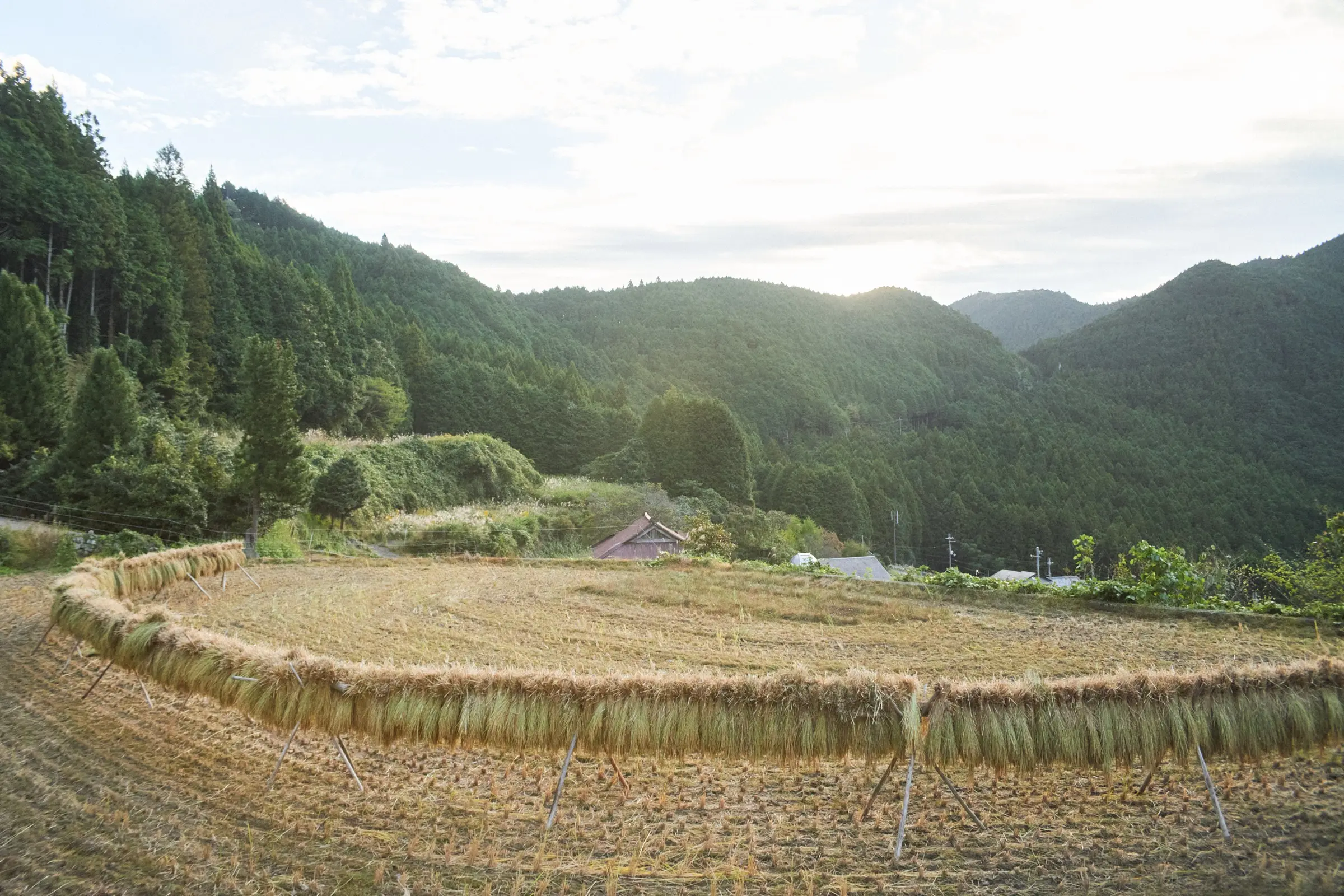 はざかけで天日干しにする稲（10月）